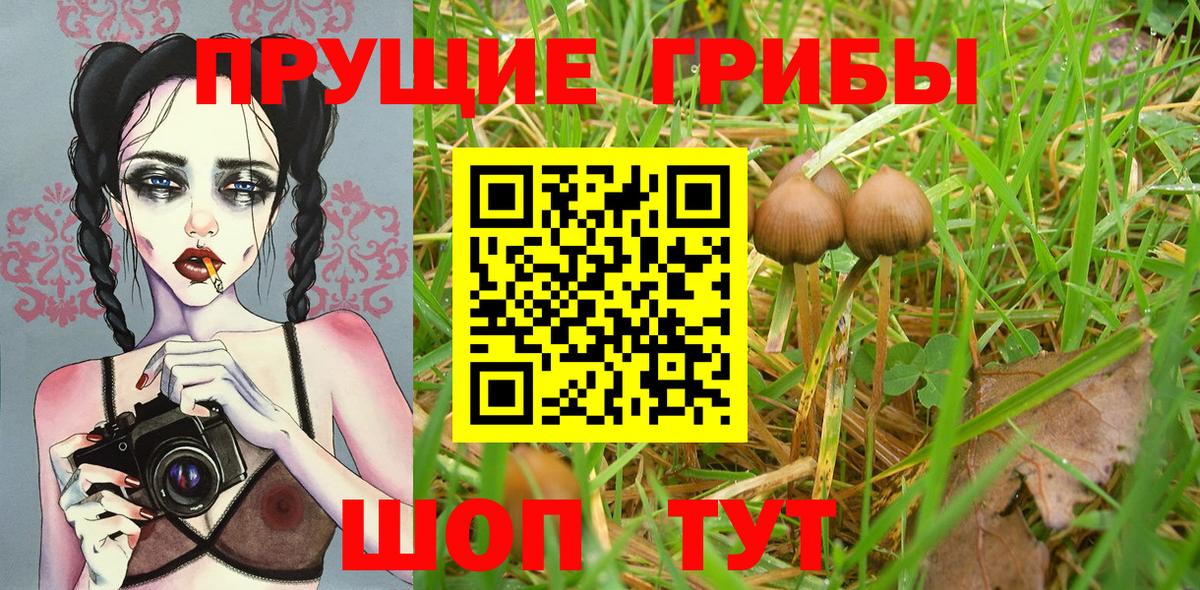 Дмитров  где купить наркотик  Псилоцибиновые грибы MAGIC MUSHROOMS  Вход с VPN  Галлюциногенные грибы Psilocybe 